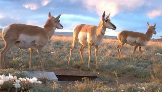Antelope in New Mexico