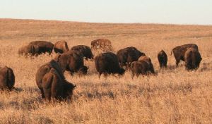 American Bison