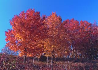 Sugar Maple Trees by Tim McCabe