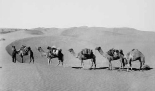 A caravan of camels in the desert