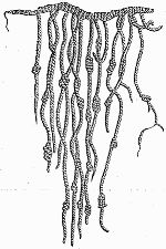 quipu strings