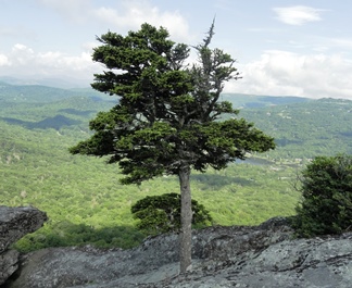 Tree on the side of a mountain