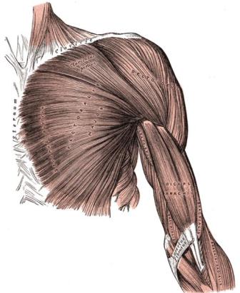 Biology for Kids: Muscular System