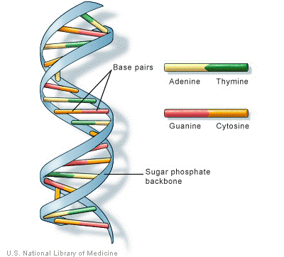 what type of biomolecule is dna