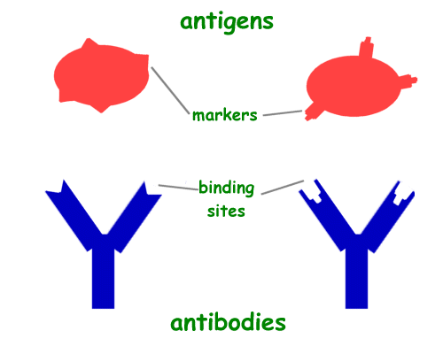 Cute Immunology Lanyard Immune Cells Antibodies Science 