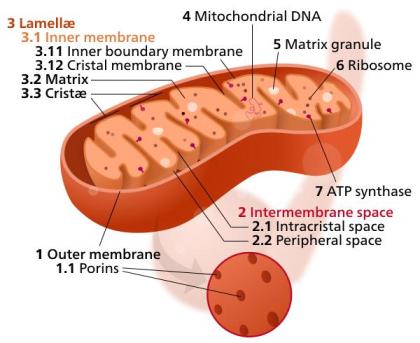 Biology for Kids: Cell Mitochondria