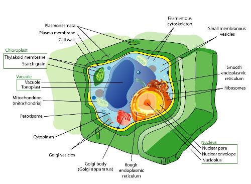 Biology For Kids Plants