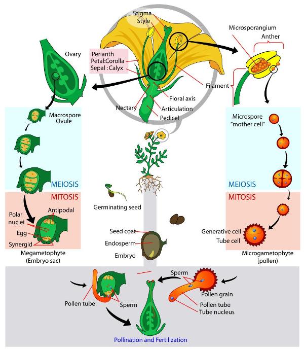 Plant Life Cycle Chart