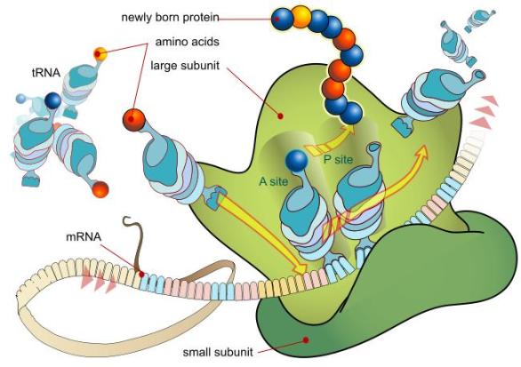 Biology For Kids Cell Ribosome