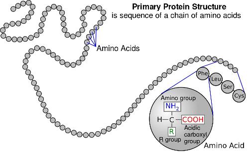 Amino Acid Protein Chart