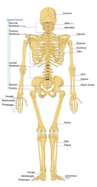 Body Bone Chart