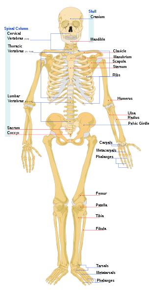 Bone Chart Of The Human Body