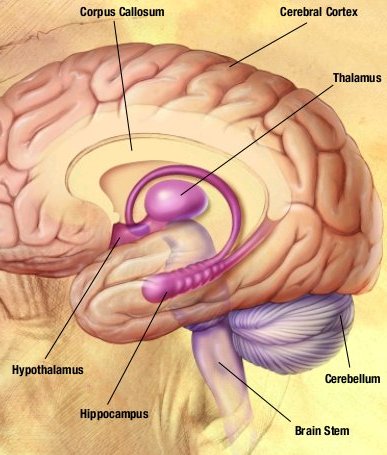 Why are human brains the biggest?  Science Questions with Surprising  Answers