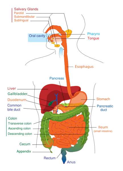 Digestive System Function Chart