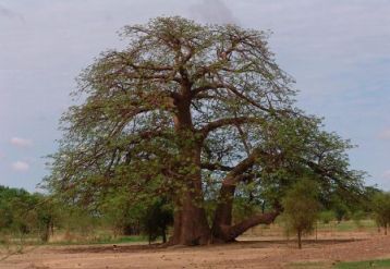 Baobab Tree