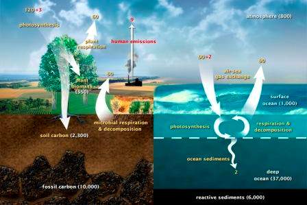 Carbon cycle