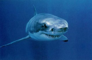 Great white shark in ocean