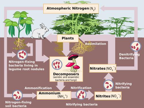 Simple Nitrogen Cycle Flow Chart