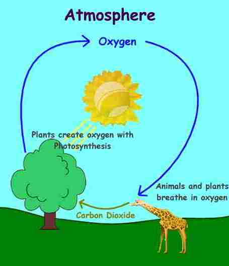 Simple diagram of the oxygen cycle
