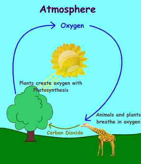 Flow Chart Of Oxygen Cycle