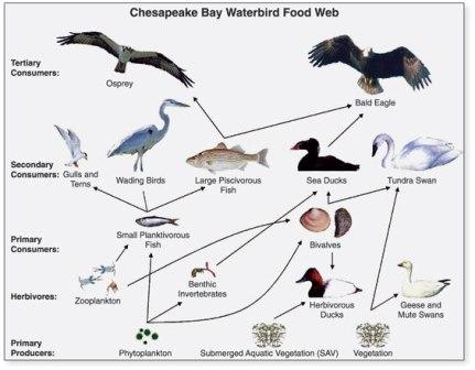 temperate rainforest animals food web