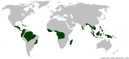 Science For Kids Tropical Rainforest Biome