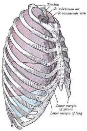 Human lungs and ribs