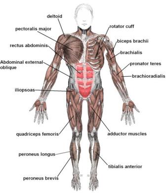 Basic Muscle Chart