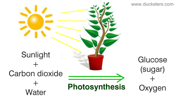 The process of photosynthesis