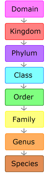 Human Biological Classification Chart