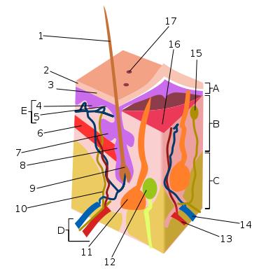 Biology for Kids: The Skin