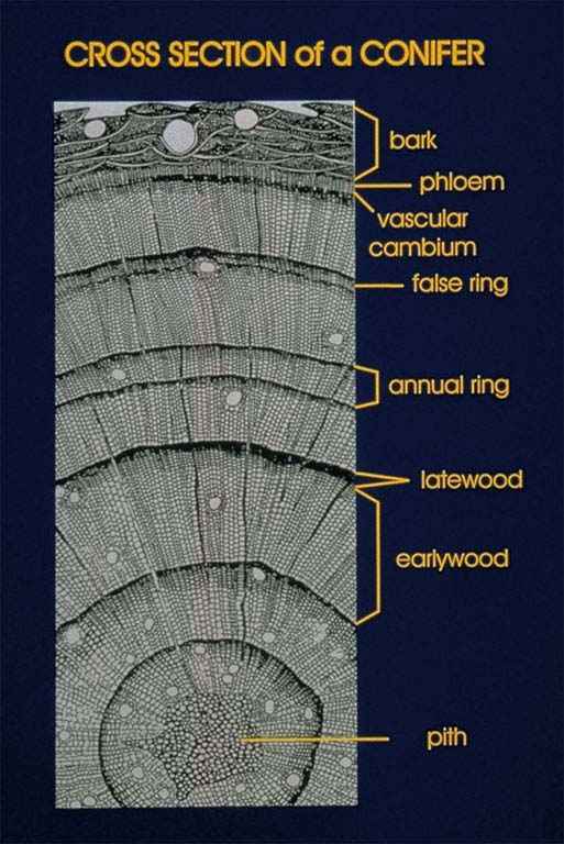 Tree-ring width chronologies: An overview of their use as climate proxies  and of available databases | Climate Data Guide